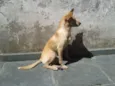 Espirro