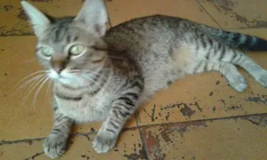 Gato raça SRD idade 2 anos nome Charles/ Mabi