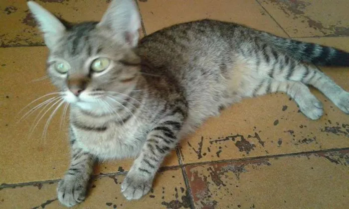 Gato ra a SRD idade 2 anos nome Charles/ Mabi
