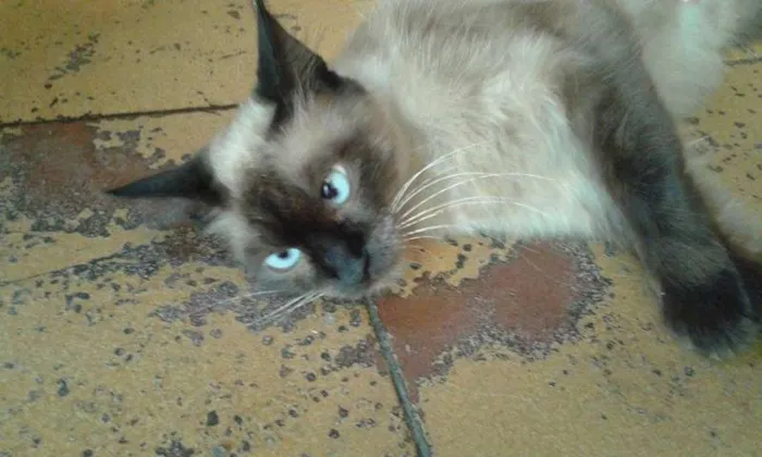 Gato ra a SRD idade 2 anos nome Charles/ Mabi