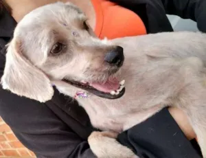Cachorro raça Poodle idade 1 ano nome Princesa