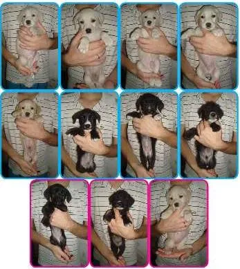 Cachorro ra a SRD idade Abaixo de 2 meses nome MAIS DE UM