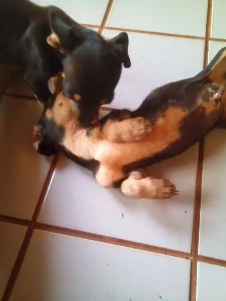 Cachorro ra a SRD idade  nome Lindos Filhotes