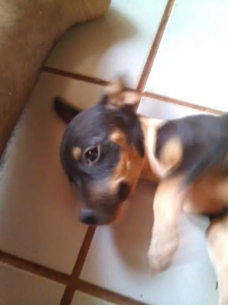 Cachorro ra a SRD idade  nome Lindos Filhotes