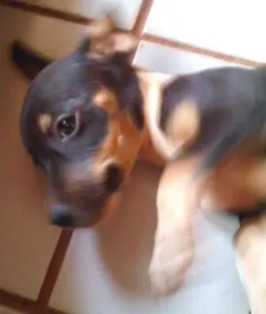 Cachorro raça SRD idade  nome Lindos Filhotes