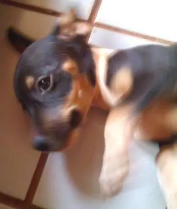 Cachorro ra a SRD idade  nome Lindos Filhotes