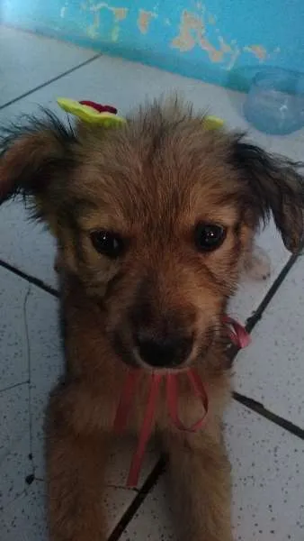 Cachorro raça vira lata idade 2 a 6 meses nome nenhum