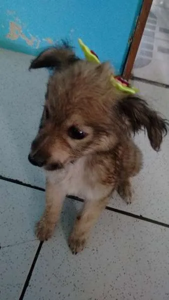 Cachorro raça vira lata idade 2 a 6 meses nome nenhum