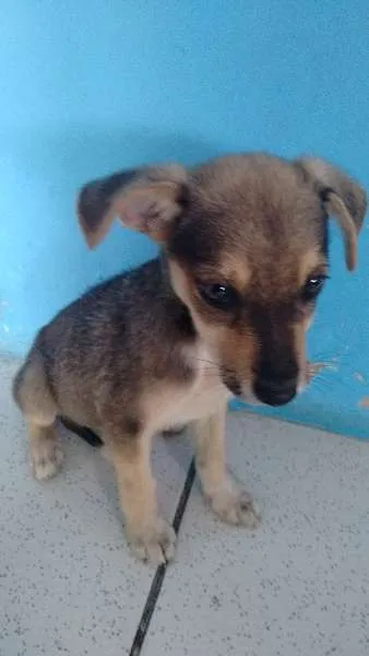Cachorro raça vira lata idade 2 a 6 meses nome nenhum