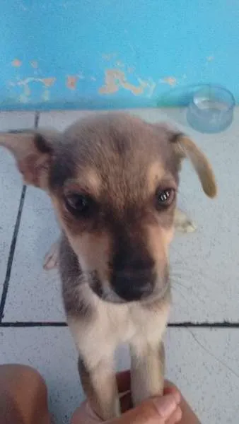 Cachorro raça vira lata idade 2 a 6 meses nome nenhum