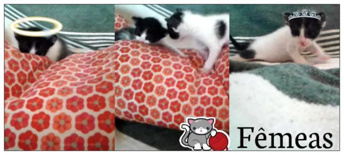 Gato ra a Mistura  idade Abaixo de 2 meses nome Indeterminado