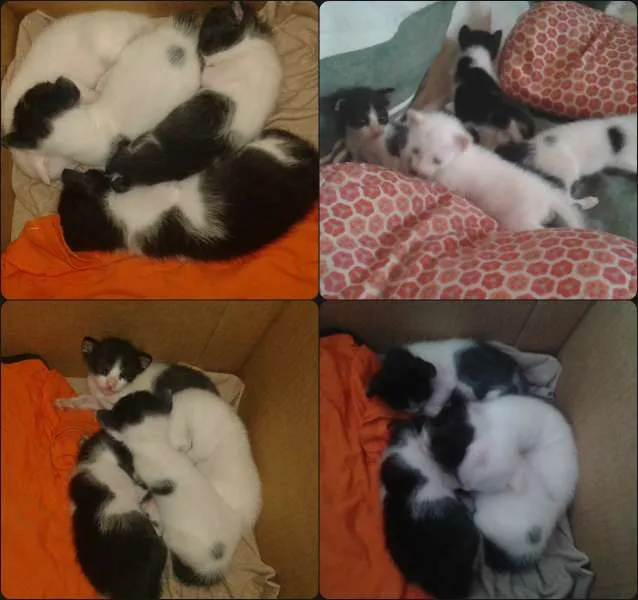 Gato ra a Mistura  idade Abaixo de 2 meses nome Indeterminado
