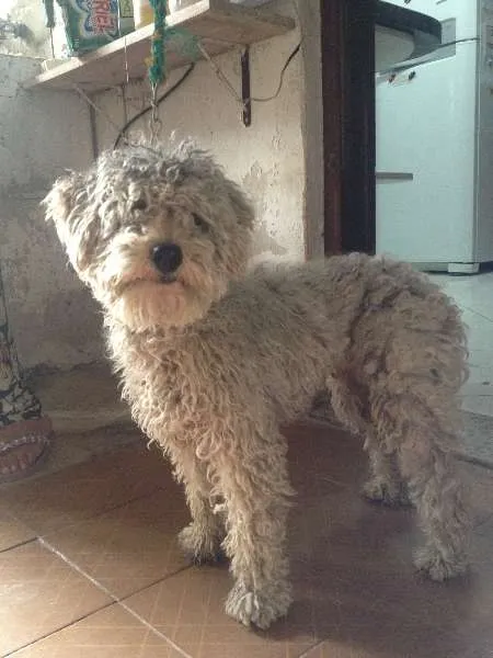 Cachorro ra a Poodle idade 1 ano nome SEM NOME