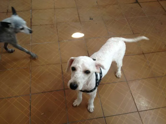 Cachorro ra a Poodle idade 1 ano nome SEM NOME