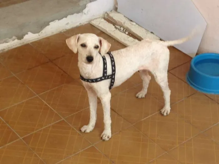 Cachorro ra a Poodle idade 1 ano nome SEM NOME
