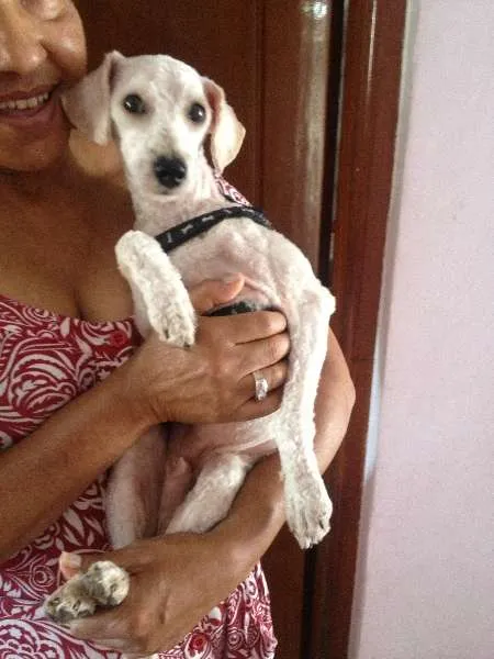 Cachorro ra a Poodle idade 1 ano nome SEM NOME