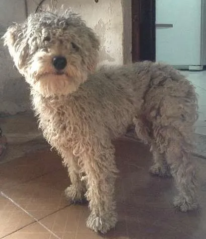 Cachorro ra a Poodle idade 1 ano nome SEM NOME