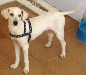 Cachorro raça Poodle idade 1 ano nome SEM NOME