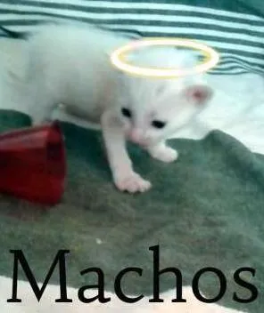 Gato ra a Mistura  idade Abaixo de 2 meses nome Indeterminado