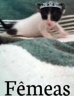 Gato raça Mistura  idade Abaixo de 2 meses nome Indeterminado