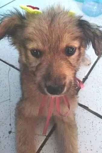 Cachorro raça vira lata idade 2 a 6 meses nome nenhum