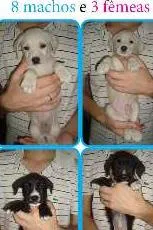 Cachorro ra a SRD idade Abaixo de 2 meses nome MAIS DE UM