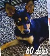Cachorro ra a SRD idade 2 a 6 meses nome Dudu