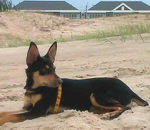 Cachorro ra a SRD idade 2 a 6 meses nome Dudu