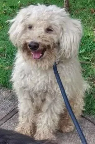 Cachorro ra a poodle idade 4 anos nome George