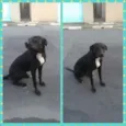 Negão