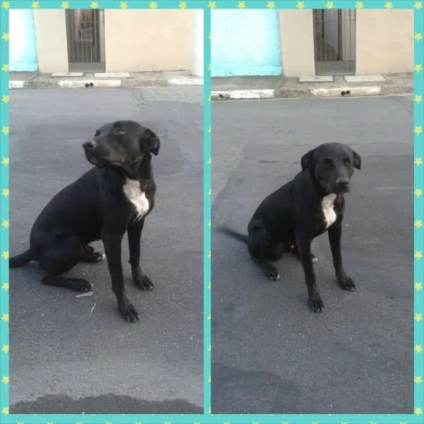 Cachorro ra a Labrador Viralata idade 2 anos nome Negão