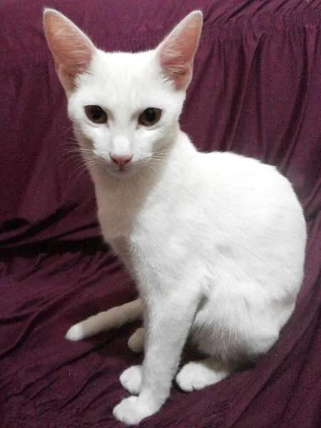 Gato ra a Branca idade 2 a 6 meses nome Lola