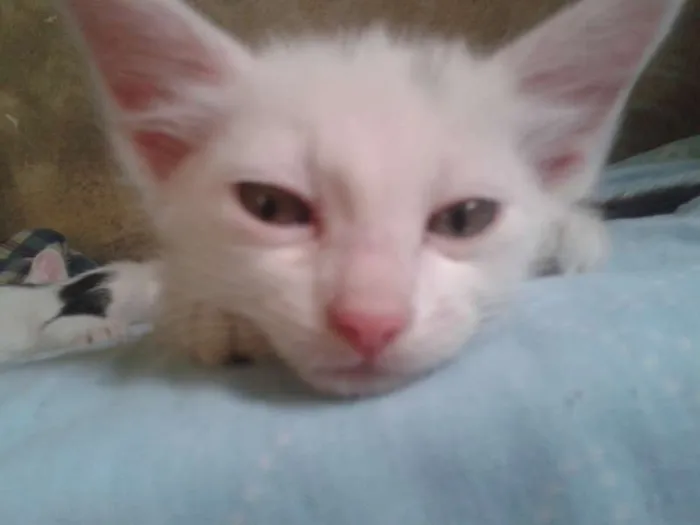 Gato ra a Branco idade 2 a 6 meses nome Charlie