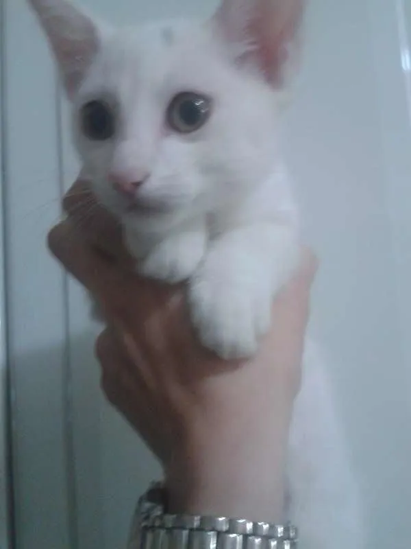 Gato ra a Branco idade 2 a 6 meses nome Charlie