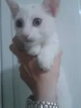 Charlie