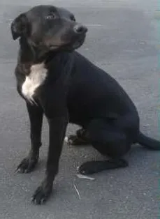 Cachorro ra a Labrador Viralata idade 2 anos nome Negão