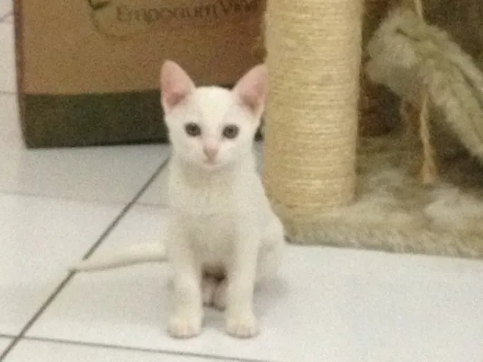 Gato ra a Srd idade 2 a 6 meses nome Pierre