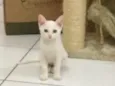 Pierre
