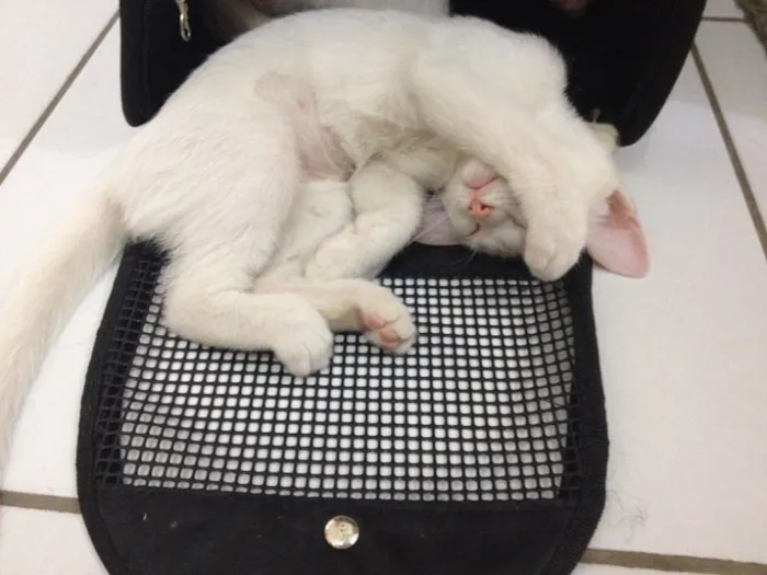 Gato ra a Srd idade 2 a 6 meses nome Pierre