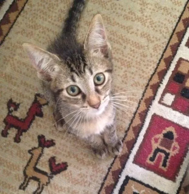Gato ra a SRD idade 2 a 6 meses nome Japonês