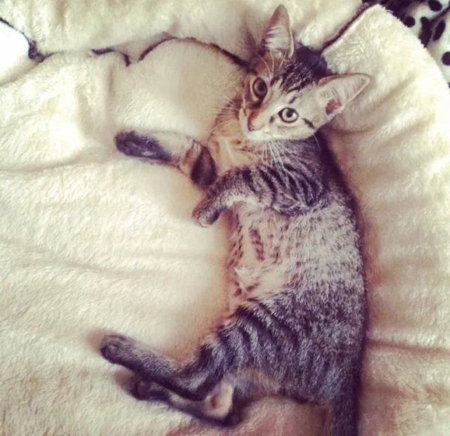 Gato ra a SRD idade 2 a 6 meses nome Japonês
