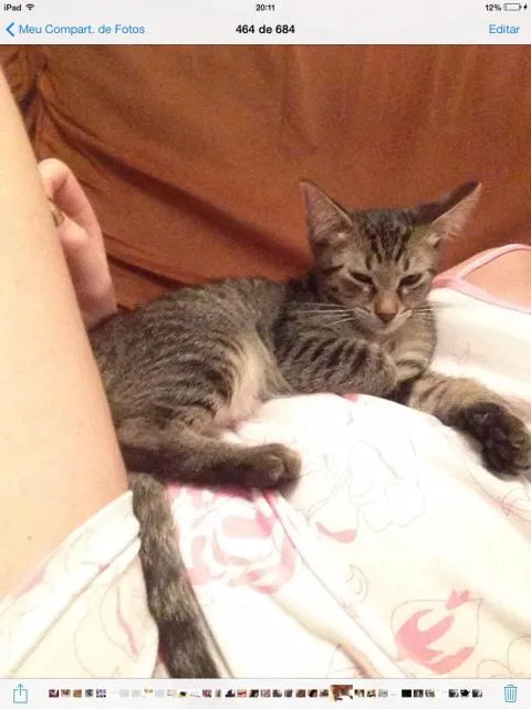 Gato ra a SRD idade 2 a 6 meses nome Japonês
