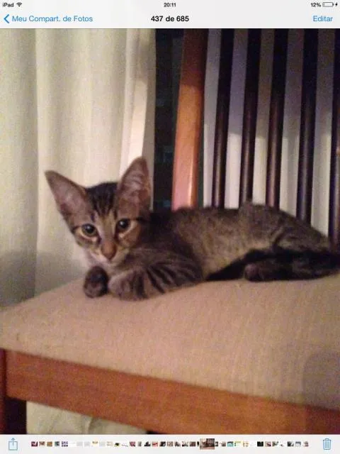 Gato ra a SRD idade 2 a 6 meses nome Japonês