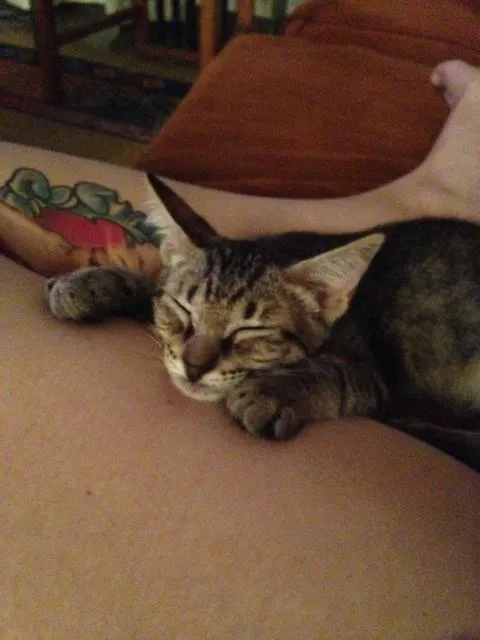 Gato ra a SRD idade 2 a 6 meses nome Japonês