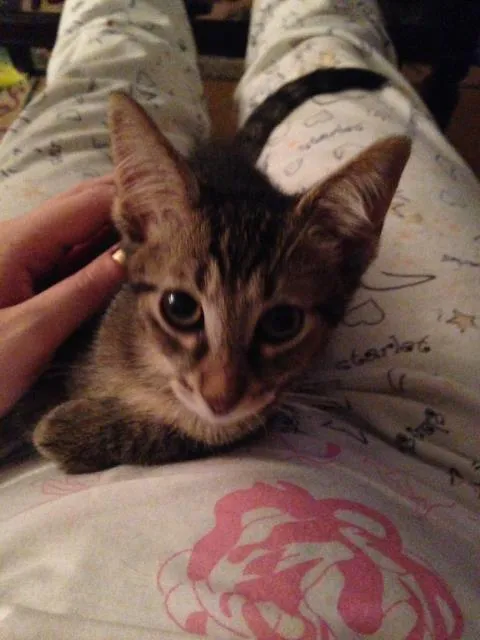 Gato ra a SRD idade 2 a 6 meses nome Japonês