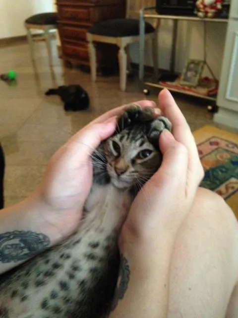 Gato ra a SRD idade 2 a 6 meses nome Japonês