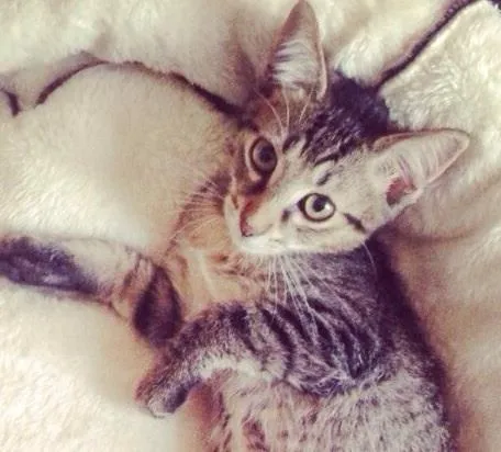 Gato ra a SRD idade 2 a 6 meses nome Japonês