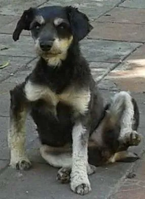Cachorro raça Não definida idade 2 a 6 meses nome Tchuca GRATIFICA