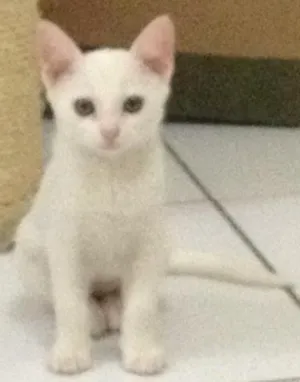 Gato raça Srd idade 2 a 6 meses nome Pierre