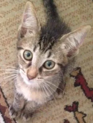 Gato raça SRD idade 2 a 6 meses nome Japonês